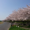 多々良川の桜並木