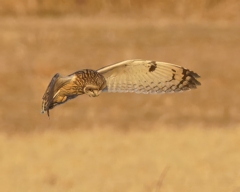 コミミズクの舞⑩