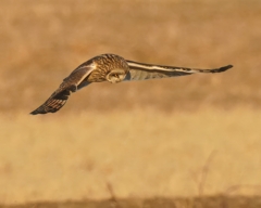 コミミズクの舞⑨