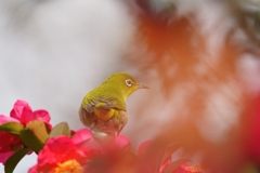椿の花フィルター