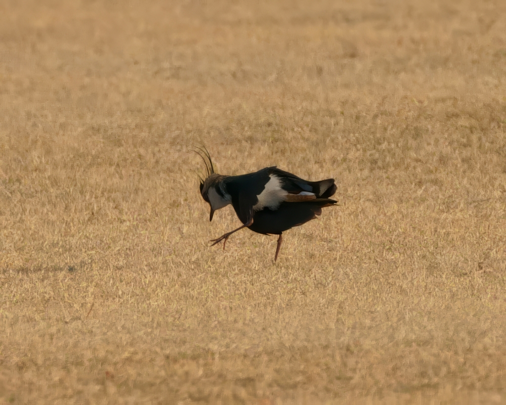 タゲリのダンス