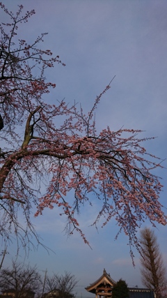 ご近所の桜も