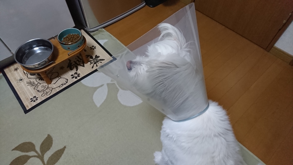 24時間ぶりのごはん！