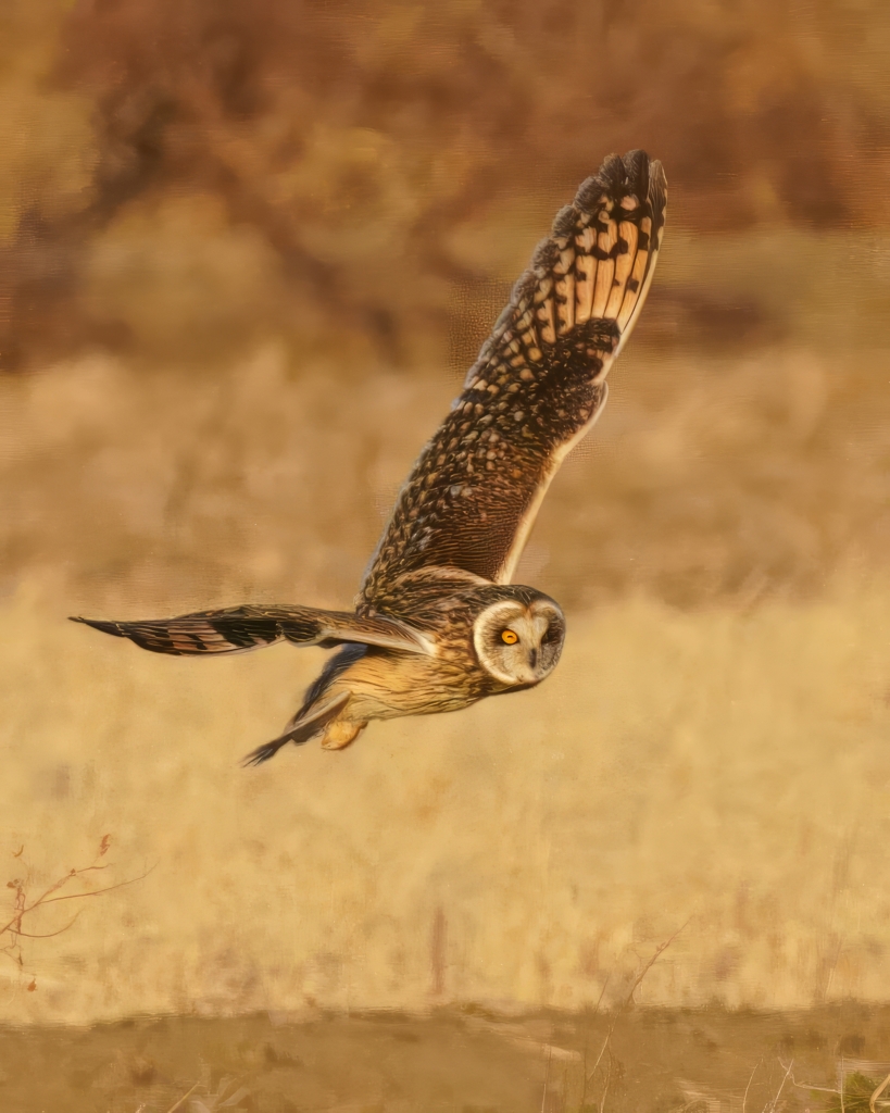 コミミズクの舞②