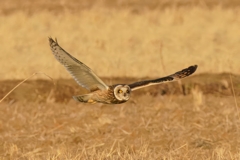 コミミズクの舞⑤