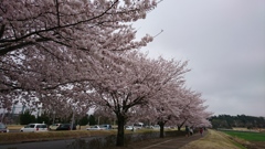 花曇り②