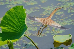 移動