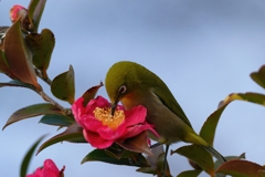 曇天の花の色