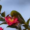 曇天の花の色