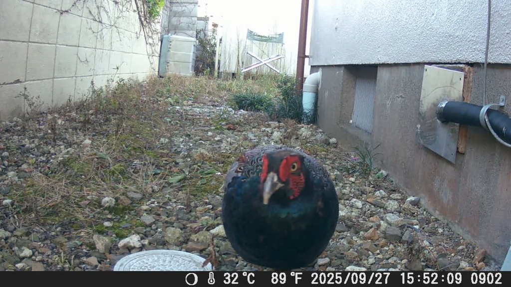 酷暑を乗り越えて