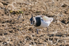 一年ぶりのタゲリ③