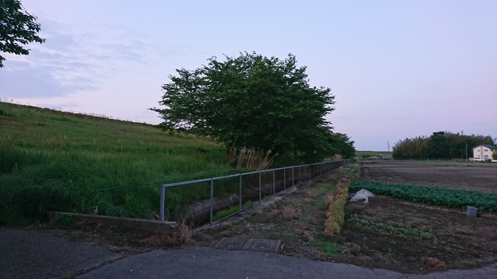 緑の匂い