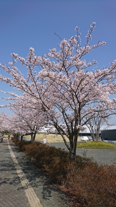 館林美術館の桜