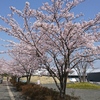 館林美術館の桜