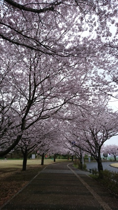 花曇り