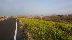 散歩道の春