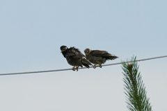 変わったシルエットの鳥