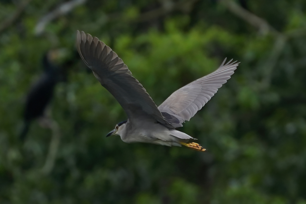 ゴイサギの飛翔