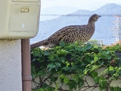 帰ってきたら