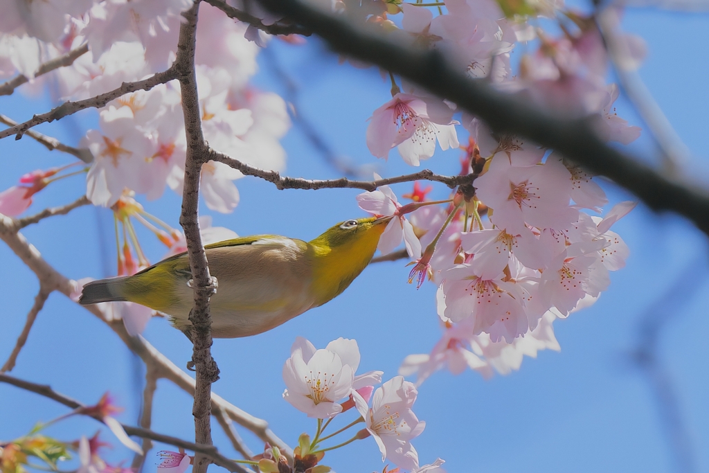 青空にありがとう①