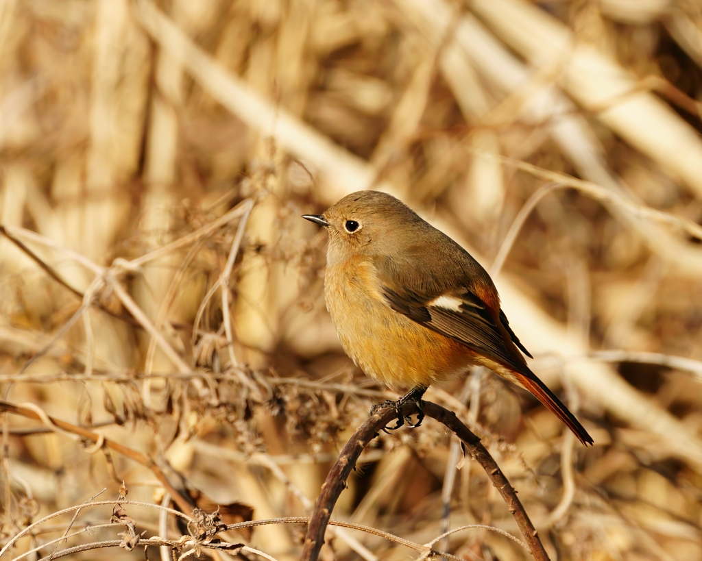 ジョビ子ちゃん