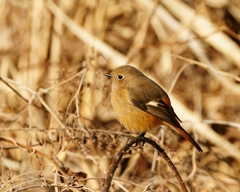 ジョビ子ちゃん