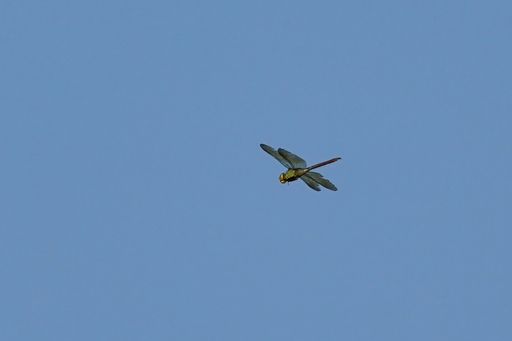 ギンヤンマを見上げて