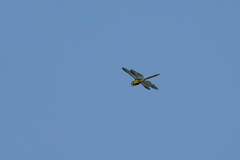 ギンヤンマを見上げて