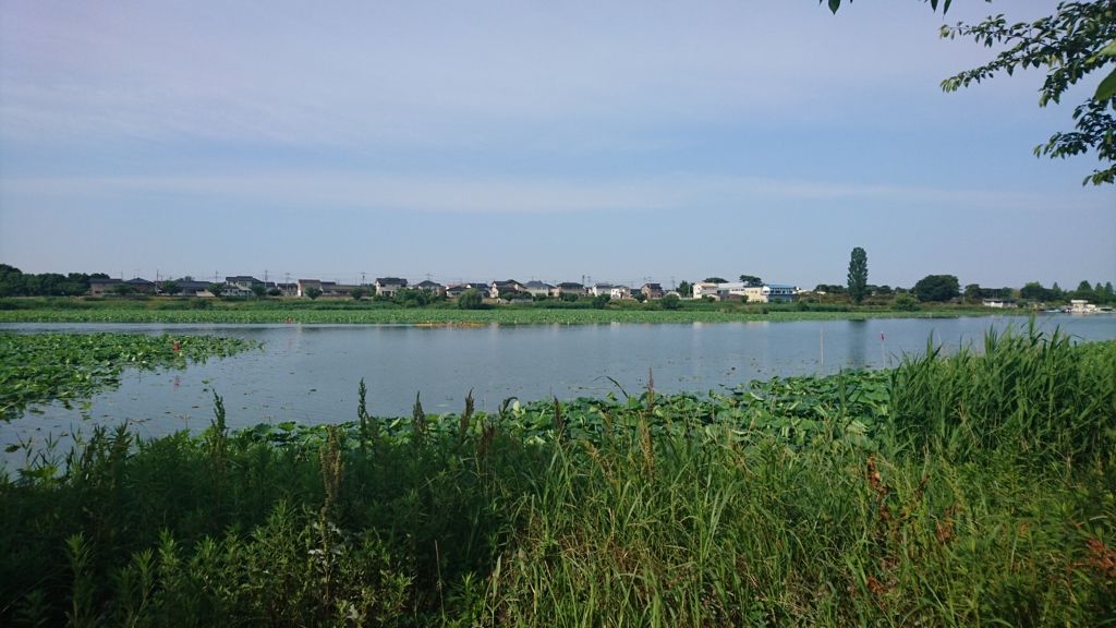 夏の城沼