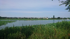 夏の城沼