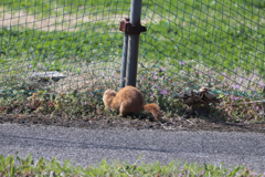 野良猫かな？