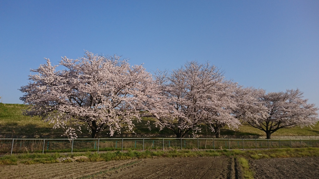 堤防の桜並木
