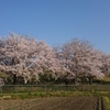 堤防の桜並木