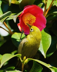 花弁を掴む指