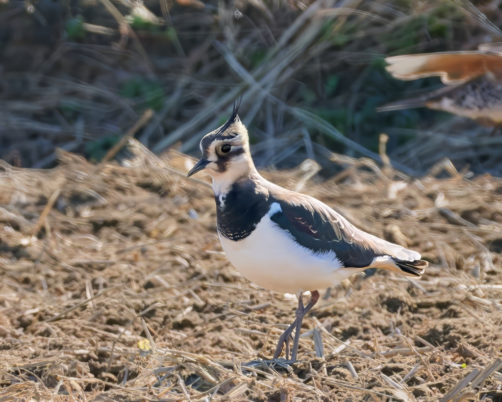 一年ぶりのタゲリ①