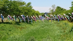 茂林寺川の鯉のぼり