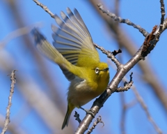 椿の近くでメジロ