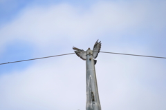 翼の生えた電柱