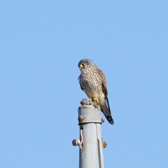 チョウゲンボウ♂