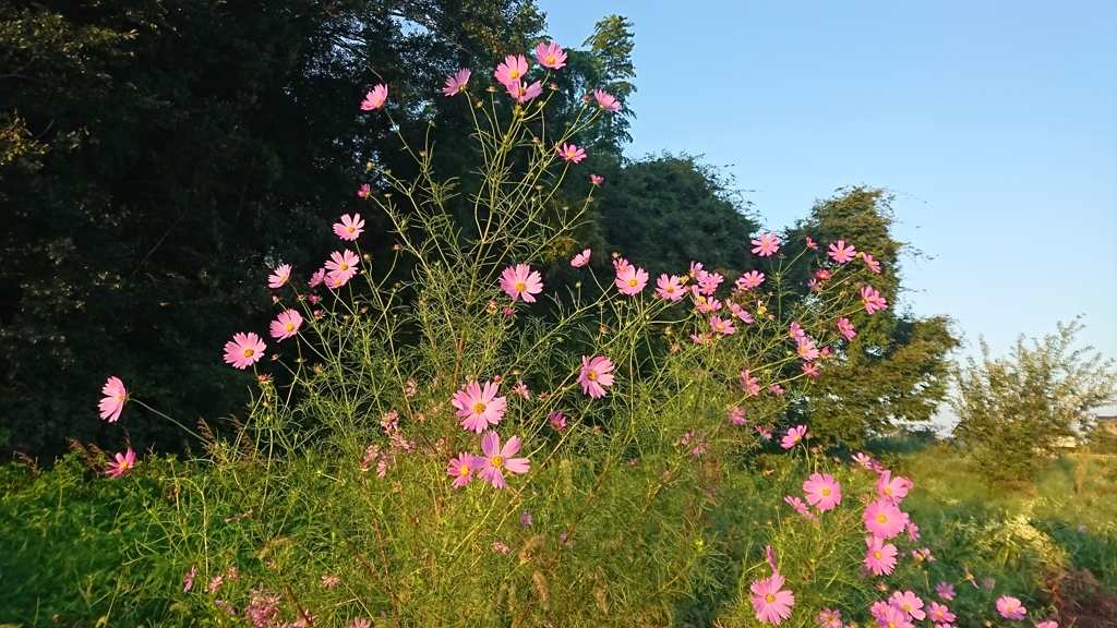散歩の途中で