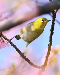 サクジロー⑥