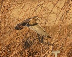 コミミズクの舞⑦