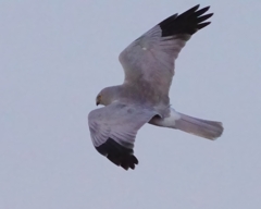 黄昏のハイイロチュウヒ