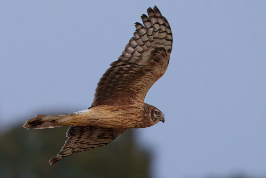諦めずに撮ってみた