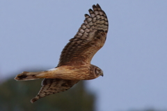 諦めずに撮ってみた