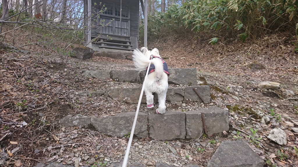 とりあえず階段は昇るはなちゃん
