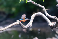 飛ぶカワセミ①