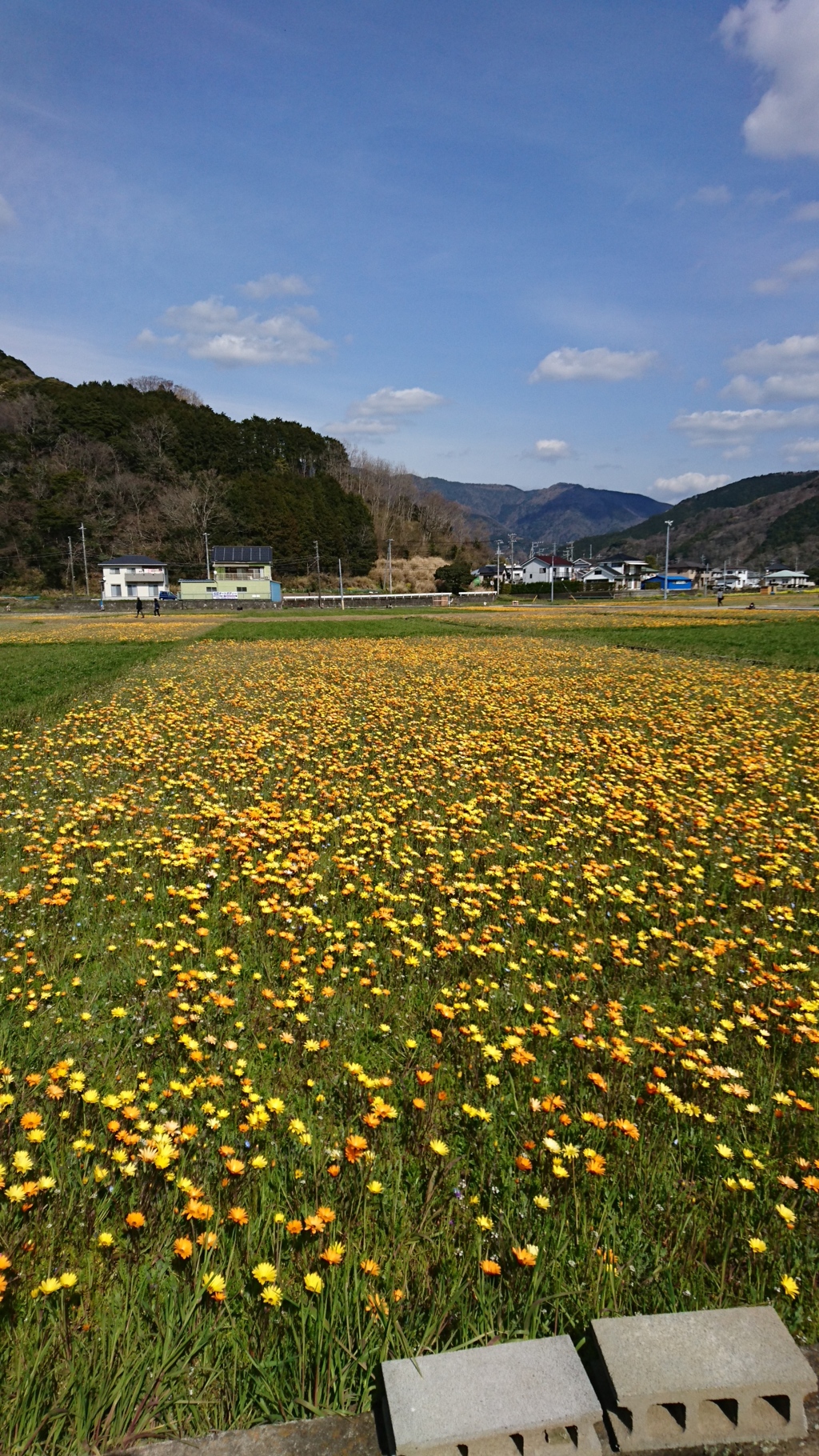田んぼをつかった花畑