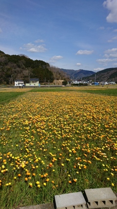 田んぼをつかった花畑