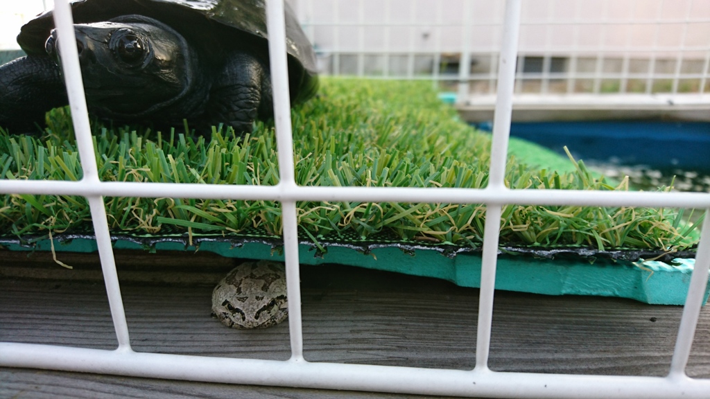 家賃取ろうかな？